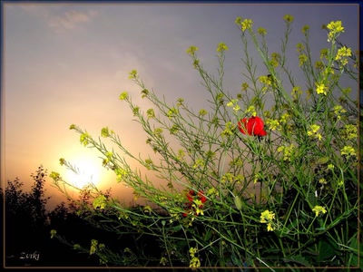 Résultat de recherche: Coucher soleil 19508 2