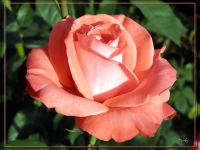 Résultat de recherche: Rose 26508