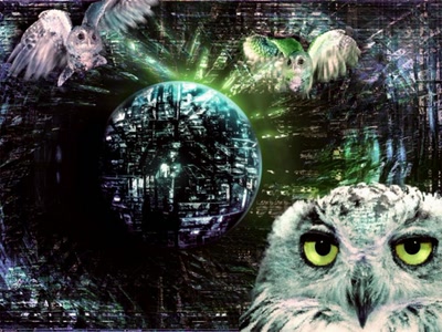 Résultat de recherche: hibou