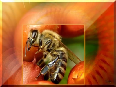 Résultat de recherche: Abeille 28608