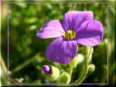 Résultat de recherche: Fleur violette 5