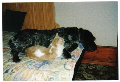 Résultat de recherche: Tendre duo