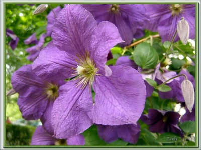 Résultat de recherche: Fleur mauve 11608b