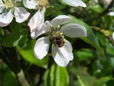 Œuvre de graphia: un insecte sur une fleur de pommier