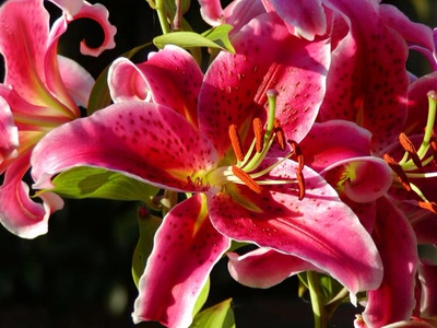 Œuvre de fannio: Fleur