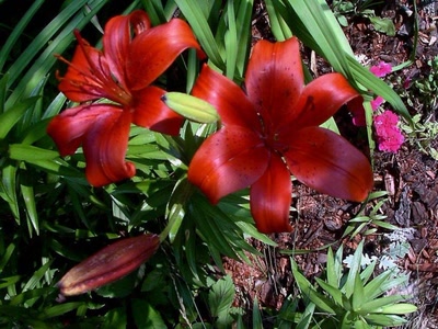 Œuvre de xrar: Fleur