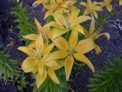 Œuvre de xrar: Fleur