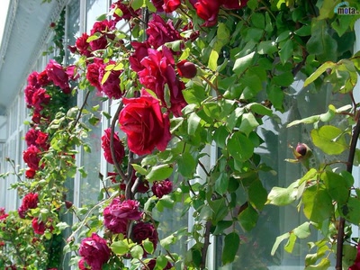 Œuvre de xrar: Fleur