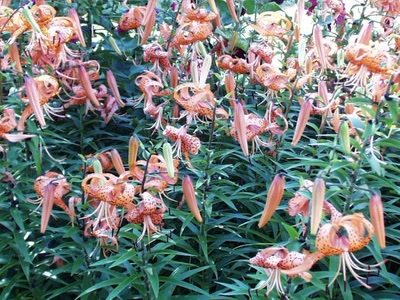 Œuvre de xrar: Fleur