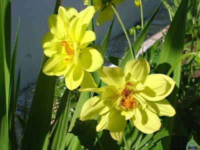 Œuvre de xrar: Fleur