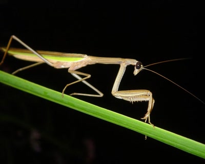 Résultat de recherche: mante religieuse