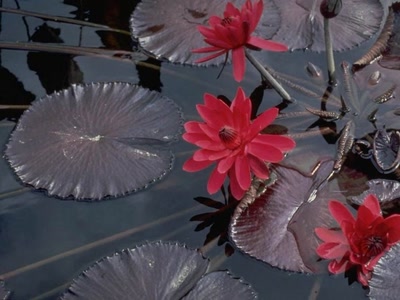 Œuvre de xrar: Fleur