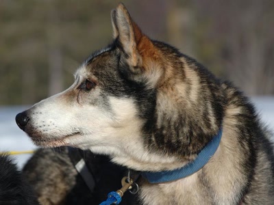 Résultat de recherche: chien de traineau