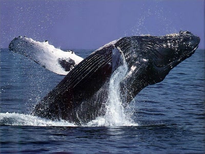 baleine