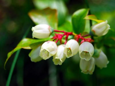 Œuvre de xrar: Fleur