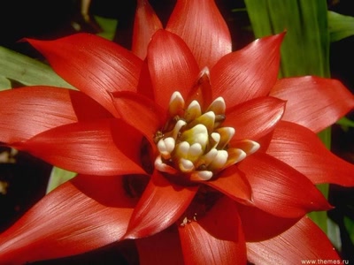 Œuvre de xrar: Fleur