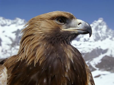 Aigle