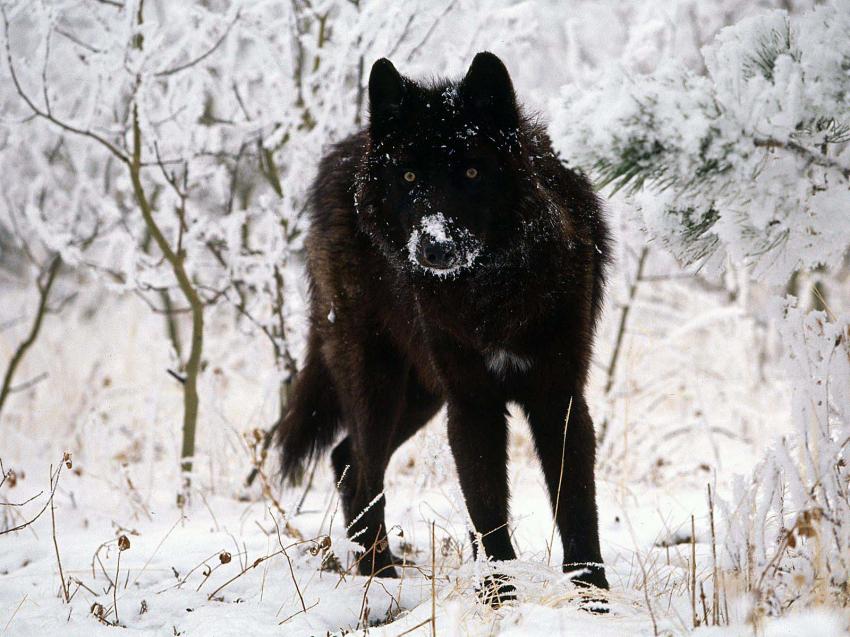 Loup