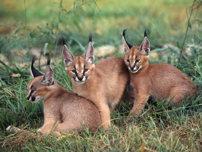 Œuvre de skandy: Puma