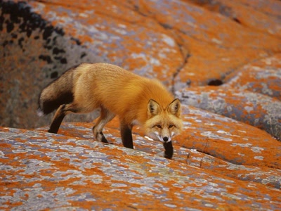 Renard