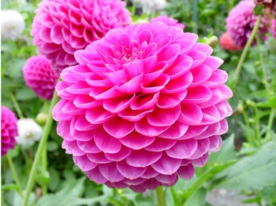 Œuvre de atefjls: Fleur