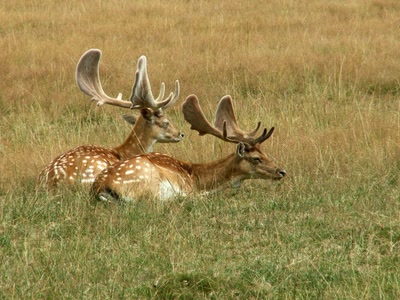 Œuvre de Berty: daims