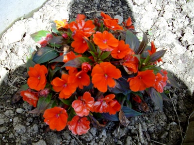 Œuvre de Walkyrie: Petites fleurs