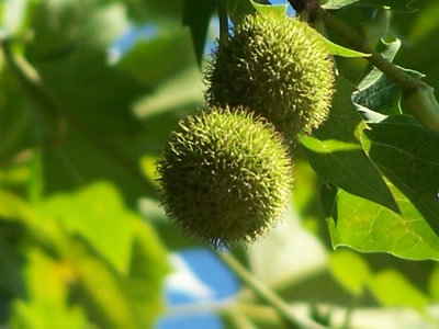 Œuvre de graphia: petite boule qui s'accroche