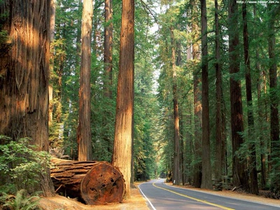 Résultat de recherche: Fôret-Arbres