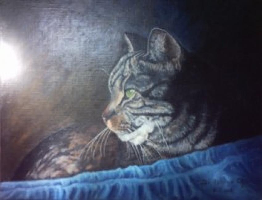 Chat à la couverture bleue.