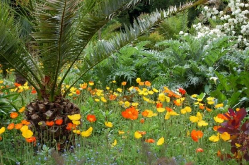 coquelicots multicolores