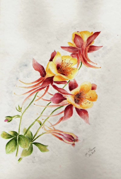 Résultat de recherche: ANCOLIES