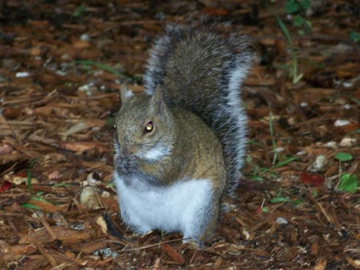 Œuvre de rosa: Écureuil