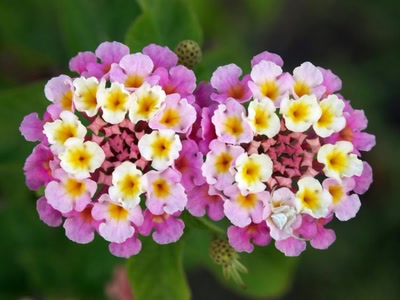 Œuvre de rosa: Fleur