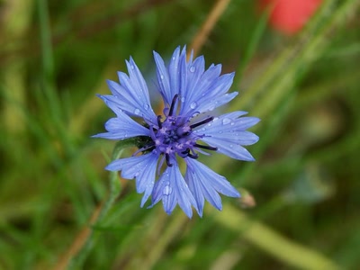 Œuvre de rosa: Fleur