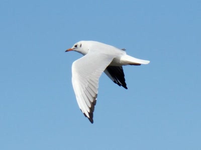 Mouette