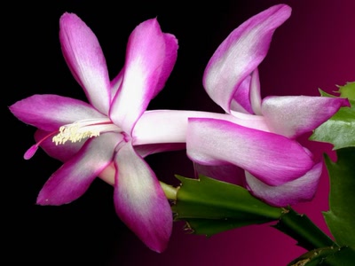 Œuvre de rosa: Fleur