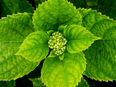 Œuvre de rosa: Fleur