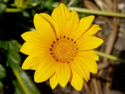 Œuvre de rosa: Fleur