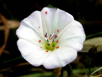 Œuvre de rosa: Fleur