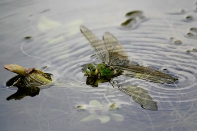 Résultat de recherche: Anax empereur