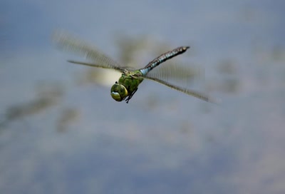 Résultat de recherche: Anax empereur