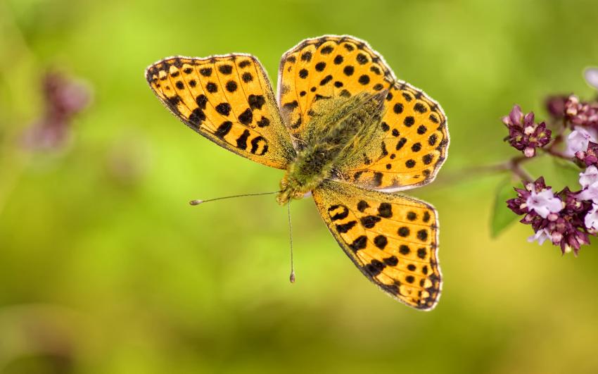 Issoria Lathonia (le petit nacré)