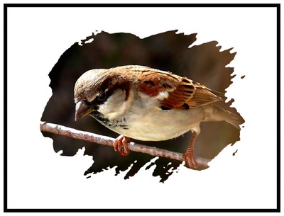 Œuvre de coelisa: MOINEAU 2