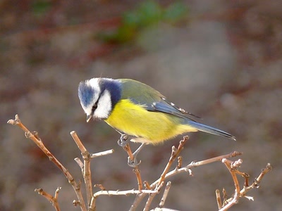 Œuvre de coelisa: MESANGE BLEUE