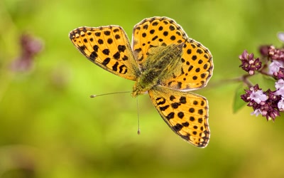 Résultat de recherche: Issoria Lathonia (le petit nacré)