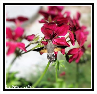 Œuvre de sphinx44: Le Sphinx colibri