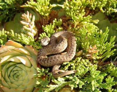 Œuvre de ventoux84: Couleuvre de Montpellier.