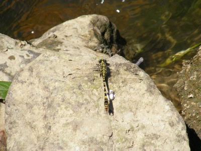 Résultat de recherche: libellule