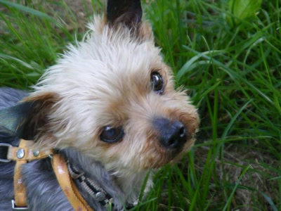 Résultat de recherche: léo